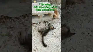 👉 &ldquo;Bản Tin M&egrave;o TV 🐱📺 | Breaking Cat News&rdquo;#MeoTV #BanTinMeo #CatNews #FunnyCats #Shorts #LOLTrendZ