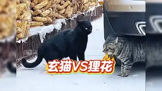 玄猫战狸花【Black Cat vs. Chinese Li Hua】#cat #catfighting #貓