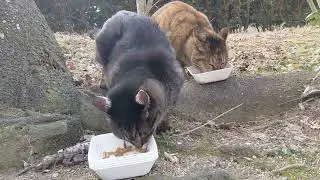 はっちゃんお母さん&マロンちゃんも出てきてくれました❗腹ペコだったみたいパクパク⤴️乾燥キビナゴ🐟もトッピング⤴️フワちゃんは寝坊かニャー♥️
