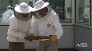 Honey Bee Installation at Liberty Science Center