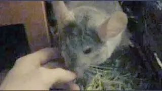 Petting My Chinchilla's