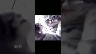 ＂Who will you share this with？＂#cat #kiitycat #catlover #catsoftiktok  7259354882761559339