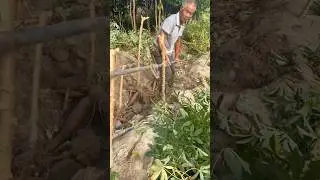 How to Harvest Cassava (Manihot) ​⁠@RomFarm