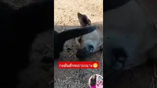 กะมันฮักหลายเนาะ😁😁