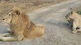 Lioness Seducing Lion | Courtship Behavior of African Lions | Male Sniffing Lionesses | Courtship