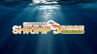 Sustainable Shrimp Farming Development in Thailand. 🇹🇭🦐