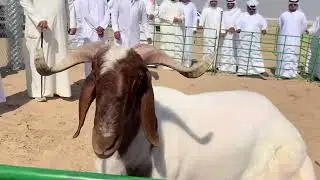 فحل ولد قسورة وامه أم المعارك مزاين الجميع بدولة الكويت