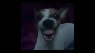 Risa de Fan del DED XD