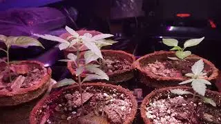5 Semanas en sustrato Semilla de Weed Arandano XXL Auto