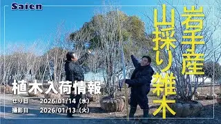 【Saien】植木入荷情報（2026/01/13 11:00頃）【アオダモ・シャラ】