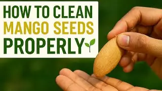How to Clean Mango Seeds | Step by Step Guide for Seed Collection & Tree Plantation @sagar_goodvibes