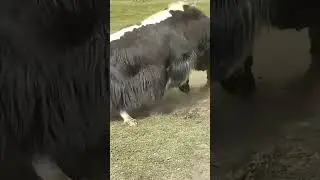 bull fight #viralvideo #viralshorts