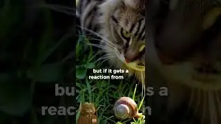 Why Do Cats Knock Things Over? It&rsquo;s Not Just Mischief