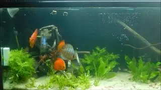 How to feed Discus Fish