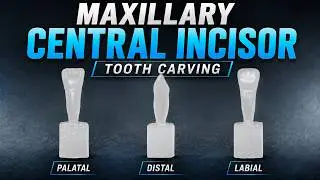 Carving Of Maxillary Right Central Incisor ll Wax Carving ll Step Wise Demonstration