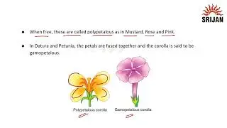 4. Parts of a Bisexual Flower&mdash;Corolla
