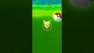 Catching Wild Shiny Lillipup in Pokemon go🤫 #ytshorts #pokemon #pokemongo #shortvideo #shorts #shiny