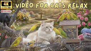 TV for Cats 😺 Non-Stop Bird Action That Drives Cats CRAZY | 4K HDR NO ADS