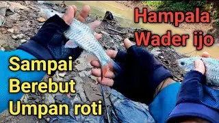 GANAS...PREDATOR OMPONG NYAMBAR ROTI//Mancing Wader ijo KALI BEJALEN//Mbah Omi Fishing.