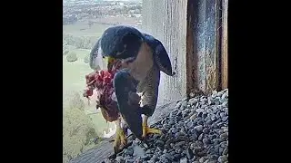 FalconCam 2024 05 06 Diamond brings and stashes prey, perhaps for Xavier