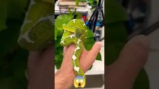 The Emerald Tree Boa | (Corallus caninus) is a striking, non-venomous snake, | #shorts #shortsfeed