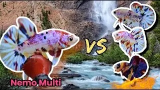 Most Beautiful Betta Fish Collection | Full Color Showcase