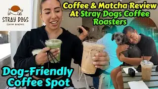 Stray Dogs Coffee Review: Dog-Friendly Caf&eacute; Vibes | Trying Wild Lattes