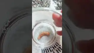 Snail Eggs Crushing #shorts #egg #crushing #asmrsounds #asmr