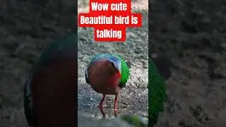 wow cute Beautiful bird is talking #viral #short #vdeo #love #viralshort 🐵👌 #viralstory #viralvideos