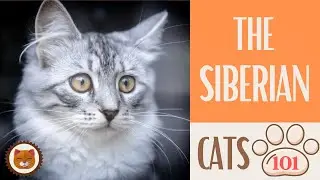 🐱 Cats 101 🐱 SIBERIAN CAT - Top Cat Facts about the SIBERIAN