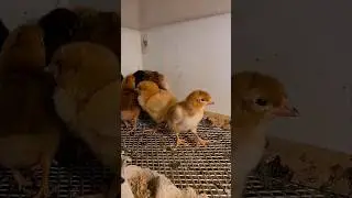 Fluffy Little Chicks #shorts #pettingzoo #droneald #kinderboerderij #chicks