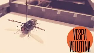 COMO DISECAR UN INSECTO//Nº2//AVISPA ASIÁTICA EN MIS MANOS!!