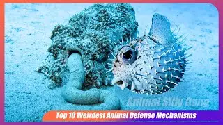 Top 10 Weirdest Animal Defense Mechanisms That Will Blow Your Mind!
