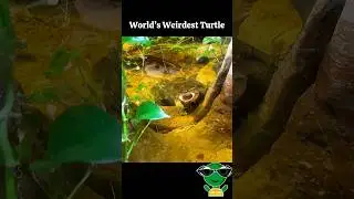 Mata Mata Turtle | Strangest Turtle On Earth | #shorts #matamata #turtle #philadelphia #tiktok