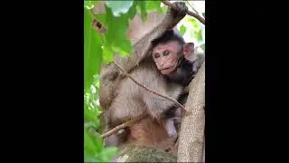 Tiny baby monkey trying to hug young monkey #animallife #babymonkeys #babymonkey