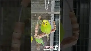 Happy Parakeet Playing - Funny and Cute Budgie - Bird Video - Bravo Dada! #Shorts