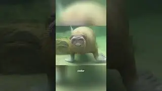 Walrus #cute #animals