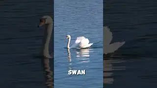 The Graceful Swan #shorts