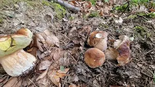 Tegoroczny rekord. Ponad sto PRAWDZIWKÓW,kilka kilogramów. 