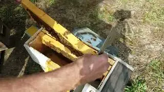 Small Honeybee Hive/Nuc - Did it Make it Through the Winter?
