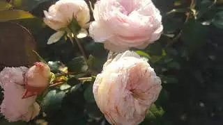 Роза Mariatheresia (Мария Терезия)