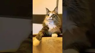 Этот взглят невозможно спутать &hellip;. ❤️ #cat #easy