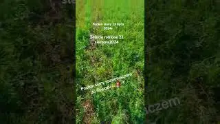 Poplon siany rozsiewaczem nawoz&oacute;w #agro #poplon #renault #groch#viralvideo #agriculture