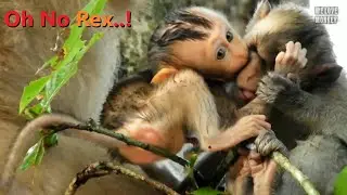 Wow Rex....!! Does Baby Monkey Rex is Very Nasty? Maybe Cute Boy Baby Rex Only Likes to Make Friend