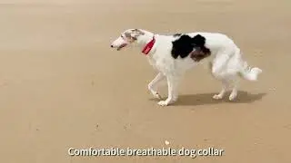 Personalized Dog collars / Custom Dog Collars