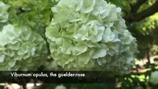 Viburnum Opulus | Guelder Rose