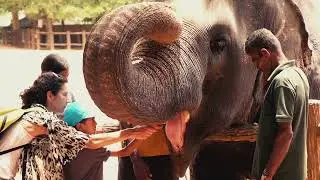 The Secret Zoo Story You&rsquo;ve Never Heard! 🦁🐘🦜 | WildQuest TV Adventure