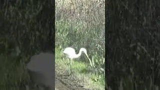 Egret eating lunch