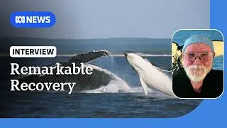 Eastern humpback whales recover from 150 to 50,000 | ABC NEWS