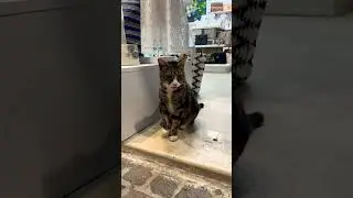 Уличный кот с острова Крит.🏝️🐈&zwj;⬛29.06.2025